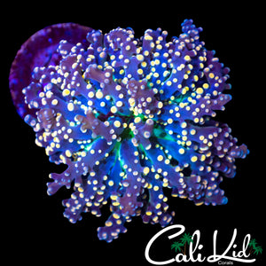 BEAUTIFUL RAINBOW BRANCHING OCTOSPAWN