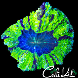 BLINDING INCREDIBLE HULK ACANTHO