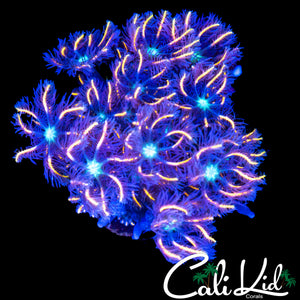 FIREWORKS CLOVES