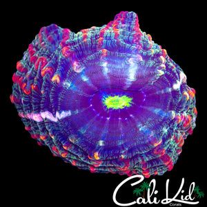 XL RAINBOW FRANKENSTEINS BRIDE INDOPHYLLIA