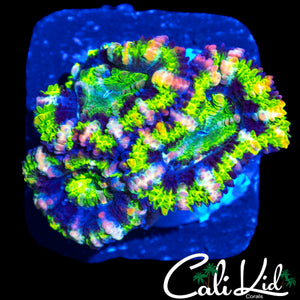 PINK SLICE ACAN TRIPLE