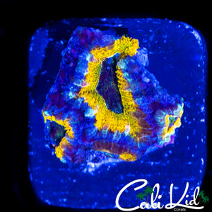 RARE MYSTERY ACAN QUAD
