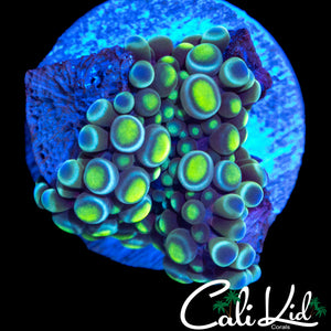 INSANE RAINBOW BUBBLE YUMA