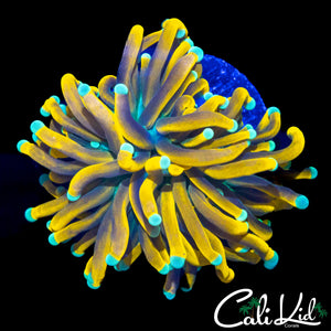 TEAL TIP BANANA TYPE TORCH