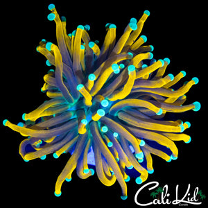 TEAL TIP BANANA TYPE TORCH