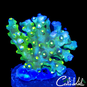 GREEN SLIMER ACRO CHUNK