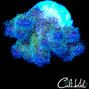 FUZZY BI COLOR STYLO