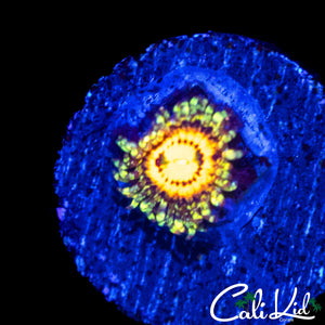 MYSTERY ZOA