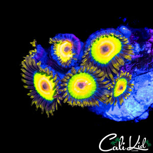 RASTA ZOA MINI COLONY