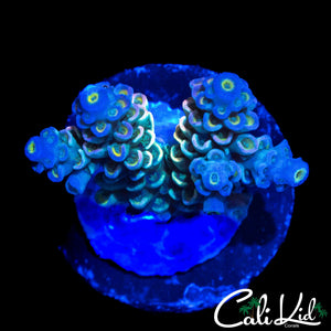 ULTIMATE RAINBOW TENIUS CHUNK