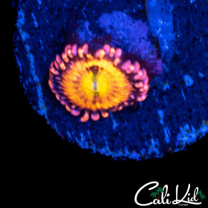 MYSTERY ZOA