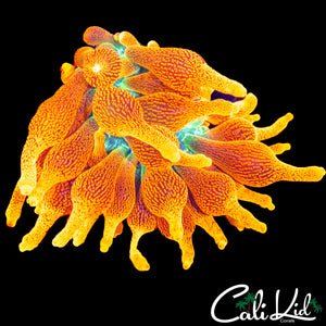 CC COLORADO SUNBURST NEM (OG LINEAGE)