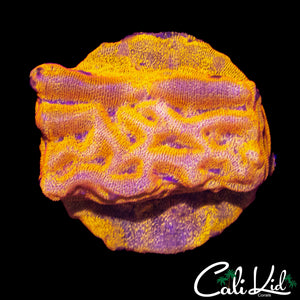 TANGERINE LEPTOSERIS