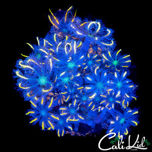 FIREWORKS CLOVES CHUNK