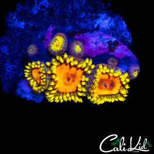 CK BLAZIN CAJUN ZOA MINI COLONY