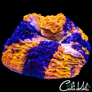 SHOW SIZE QUAD COLOR ACANTHO