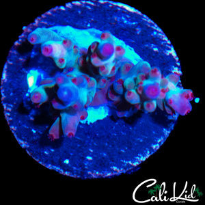 MYSTERY RAINBOW ACRO