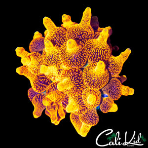 CC COLORADO SUNBURST NEM (OG LINEAGE) NATURAL SPLIT