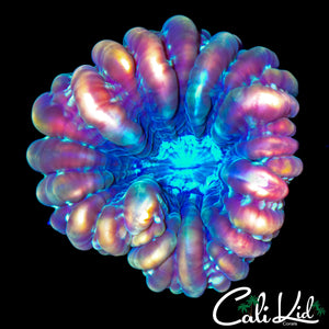 RAINBOW BUBBLE CYNARINA