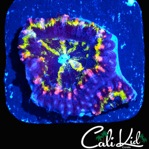 PINK SLICE ACAN DOUBLE