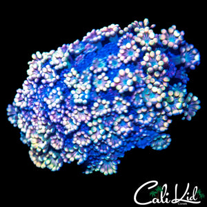 AQUACULTURED RAINBOW ALVEOPORA