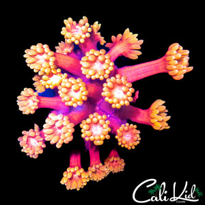 RARE FLOWER PETAL GONI