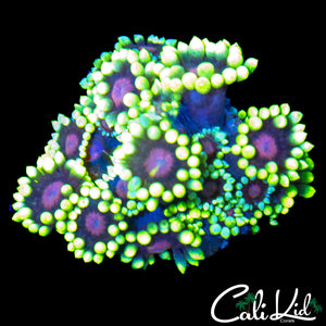 CK PURPLE BOT GONI