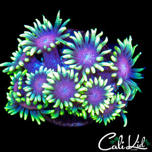 CK PURPLE BOT GONI MORPH