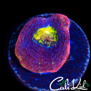 CK RAINBOW BOWERBANKI