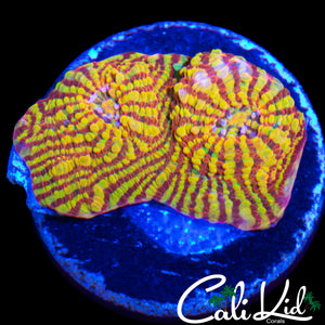 CK PINK CONVICT CHALICE