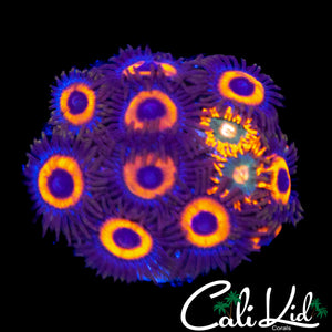 ASSORTED ZOA MINI COLONY