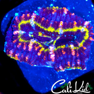PINK SLICE ACAN TRIPLE