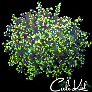 LARGE TRUE YELLOW BRANCHING OCTOSPAWN