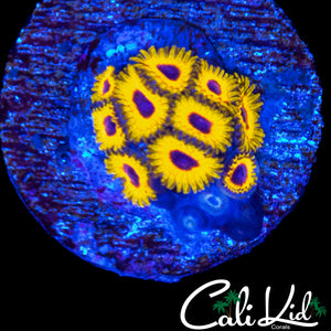 GREAT OWL ZOA COLONY