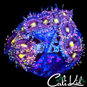 CK ANTI MATTER ZOA COLONY