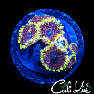 CK AOTP ZOA MINI COLONY