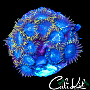 MYSTERY ZOA COLONY