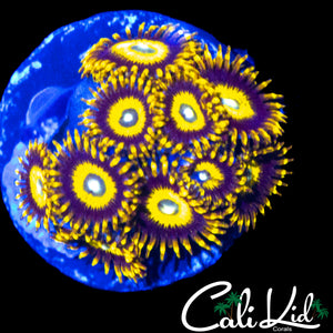 BULLSEYE ZOA MINI COLONY