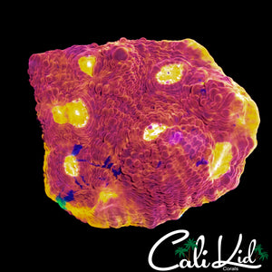 ULTIMATE RAINBOW CHALICE CHUNK