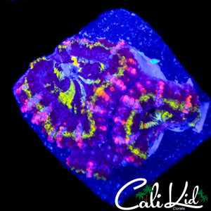 PINK SLICE ACAN DOUBLE