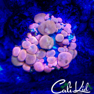 NEPTUNE BOUNCE MUSHROOM (BUBBLY)