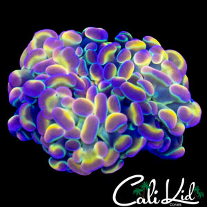 CK MASTER HOLOGRAM HAMMER