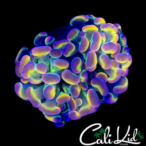 CK MASTER HOLOGRAM HAMMER