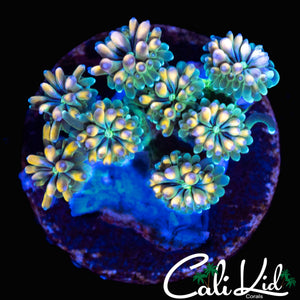 CK KALEIDOSCOPE GALAXIA