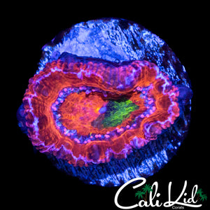 GRAFTED GREEN EYE ACAN