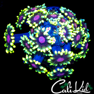 CK PURPLE HAZE GONI