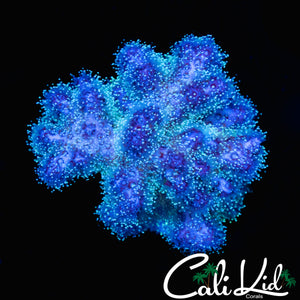 BI COLOR STYLO CHUNK