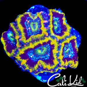 GANJA ACAN MINI COLONY