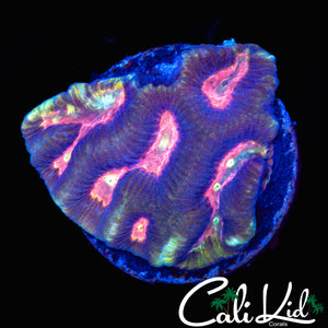 RAINBOW EYE FAVIA