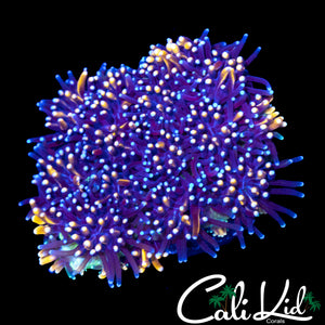 GOLDEN GALAXIA